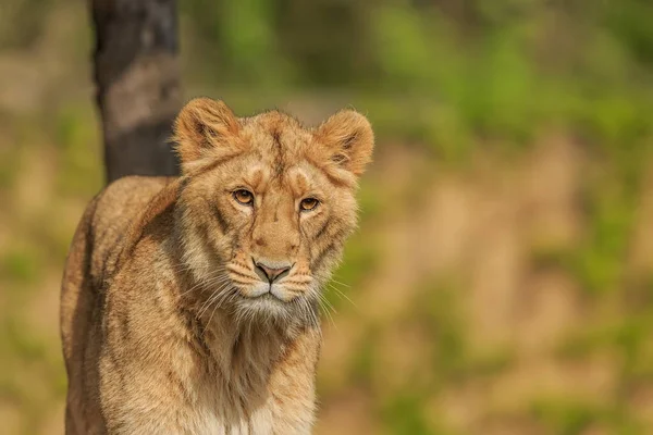 Löwin Panthera Leo Porträt Tagsüber Zoo — Stockfoto