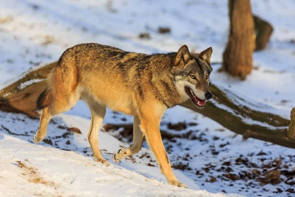 Євразійський Вовк Canis Lupus Lupus Сніжному Лісі Вдень — стокове фото