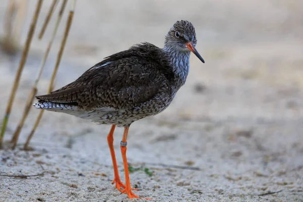 Närbild Vacker Fågel — Stockfoto