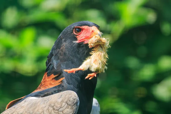 Portrait Bateleur Eagle — Stock Photo, Image