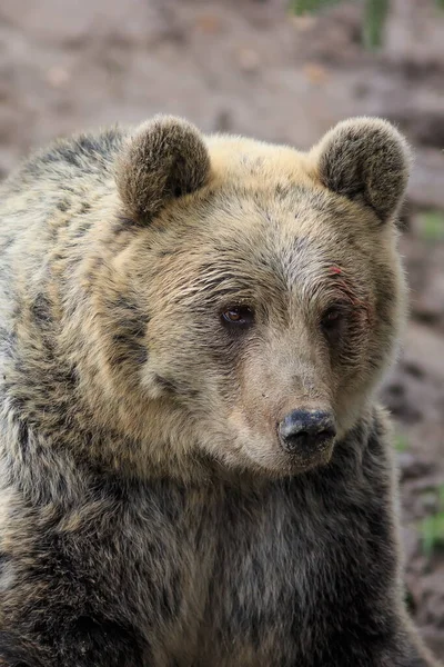 Бурый Медведь Ursus Arctos Животное — стоковое фото