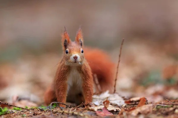 Red Squirrel Portrait Closeup Shot — Stock fotografie