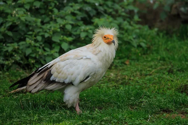 Vulture Portrait Wild Nature — 图库照片