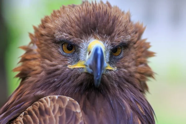 Golden Eagle Closeup Shot Blurred Background — Fotografia de Stock