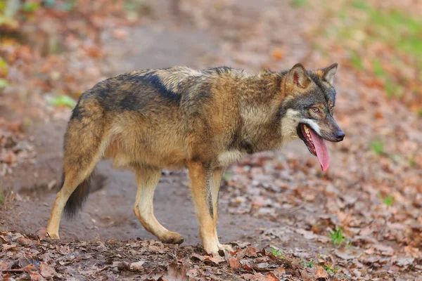 Euroasijský Vlk Canis Lupus Lupus Kráčí Podzimním Lesem — Stock fotografie