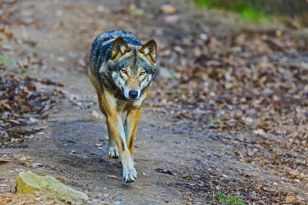 Eurasian Wolf Canis Lupus Lupus Walks Autumnal Forest — 스톡 사진