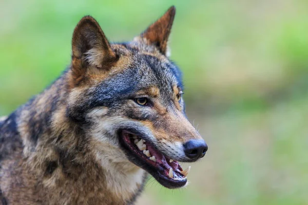 Eurasian Wolf Canis Lupus Lupus Walks Autumnal Forest — Fotografia de Stock