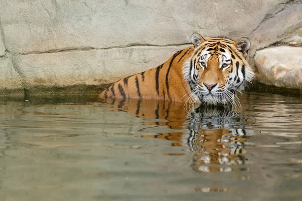 Retrato Tigre Adulto Zoológico Durante Dia — Fotografia de Stock
