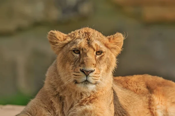 Lioness Panthera Leo Portrait Zoo Daytime — Stockfoto