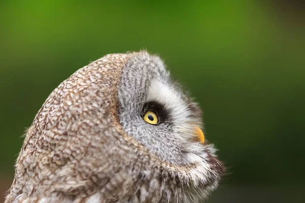 Uccello Fauna Gufo Ravvicinato — Foto Stock