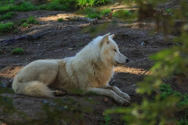 Arctic Wolf Canis Lupus Arctos Portrait — Stock Photo, Image
