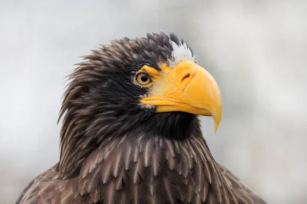 Oriental Águia Closeup Retrato — Fotografia de Stock