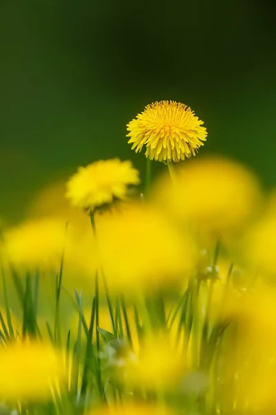 Wiese Voller Löwenzahn — Stockfoto