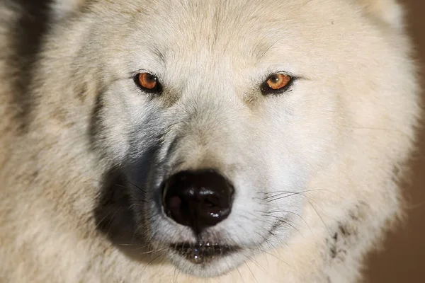 Arctic Wolf Canis Lupus Arctos Portrait —  Fotos de Stock