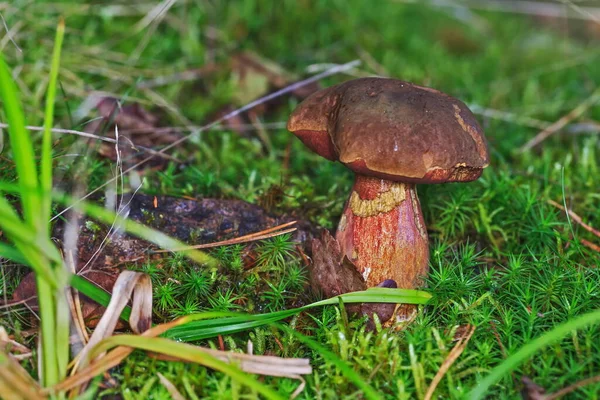 Closeup Mushroom Ground —  Fotos de Stock