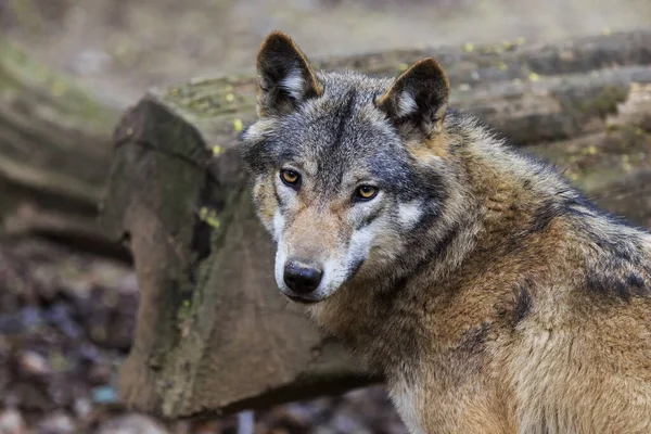 Euraziatische Wolf Canis Lupus Lupus Wandelt Door Het Herfstbos — Stockfoto