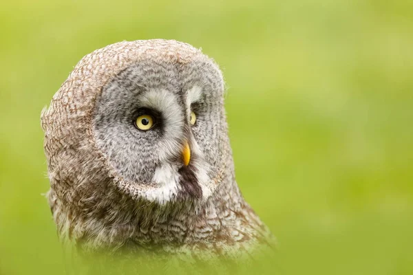 Bird Fauna Owl Close — Stock Photo, Image