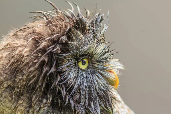 Wet Tawny Owl Close — Stock Photo, Image