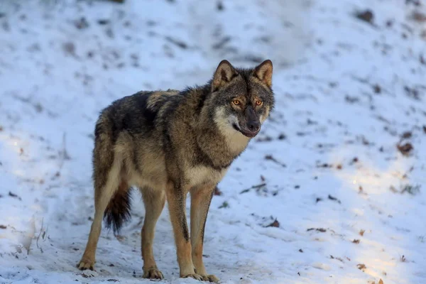 Eurázsiai Farkas Canis Lupus Lupus Havas Erdőben Nappal — Stock Fotó
