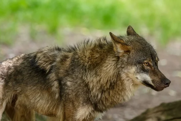 Eurasian Wolf Canis Lupus Lupus Walks Autumnal Forest — 스톡 사진