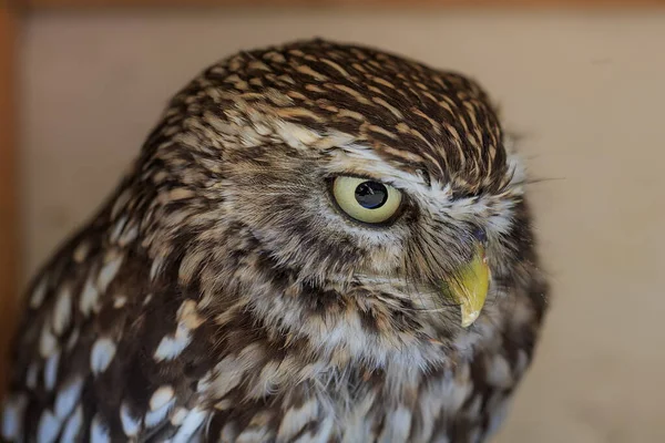 Screech Owl Closeup Portrait — Stock Photo, Image