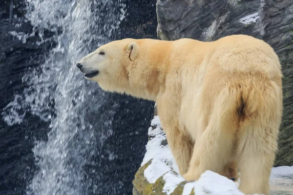 Polar Bear Beautiful Snow — Foto Stock