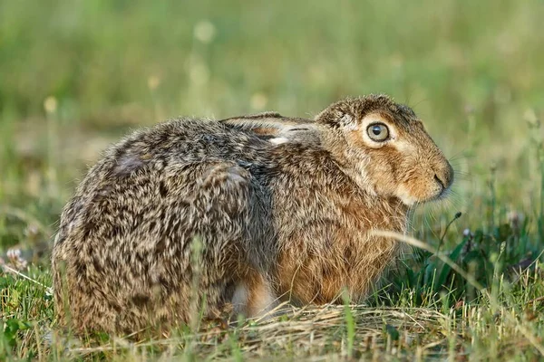 Young European Hare Lepus Europaeus — Φωτογραφία Αρχείου