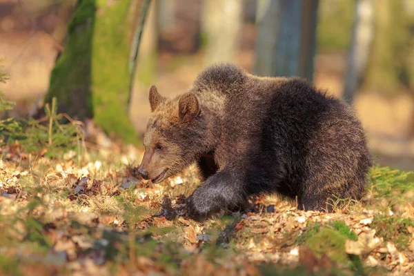 Brown Bear Cub Autumnal Forest Daytime — Stock Photo, Image