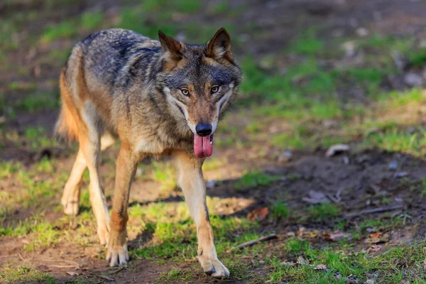 Lobo Euroasiático Canis Lupus Lupus Camina Por Bosque Otoñal — Foto de Stock