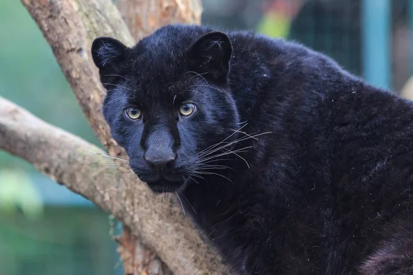 black panther close up