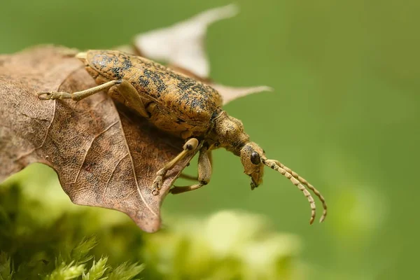 Bug Green Leaf Macro Photography — Stockfoto