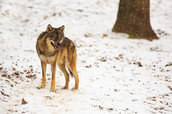 Eurasian Wolf Canis Lupus Lupus Snowy Forest Daytime — Stock Fotó
