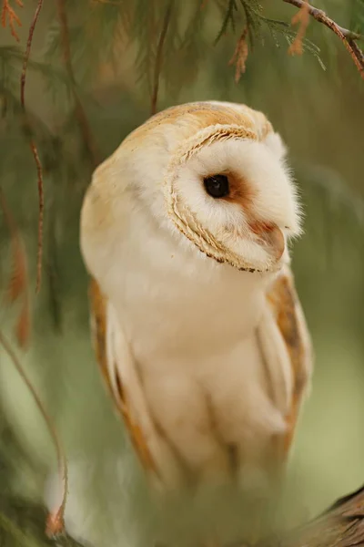 Hibou Des Closeup Portrait — Photo