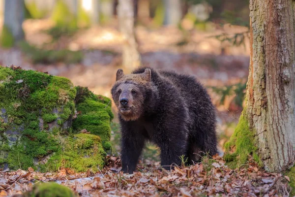 Brown Bear Autumnal Forest Daytime — Foto de Stock