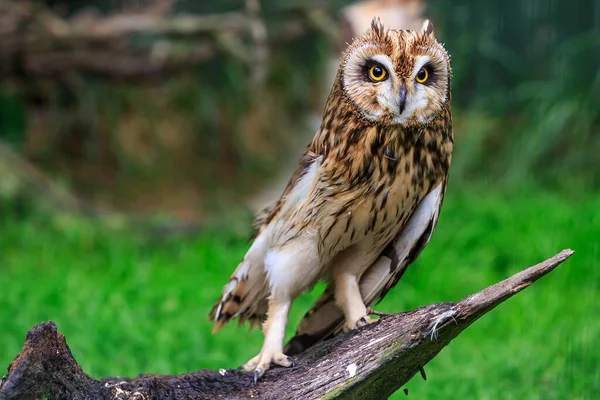 Bird Fauna Owl Close — Φωτογραφία Αρχείου