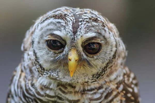 Bird Fauna Owl Close — Fotografia de Stock