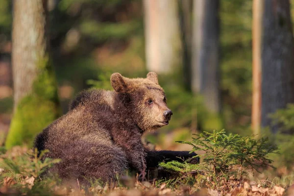 Brown Bear Autumnal Forest Daytime — ストック写真