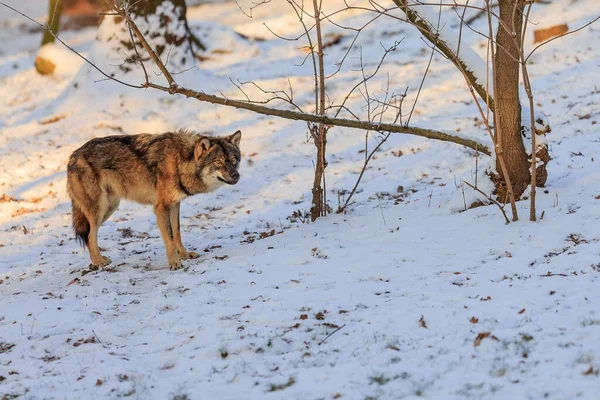 Eurasian Wolf Canis Lupus Lupus Snowy Forest Daytime — Stock Fotó