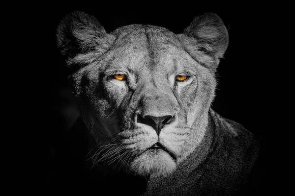 Lioness Panthera Leo Portrait Zoo Daytime — Fotografia de Stock