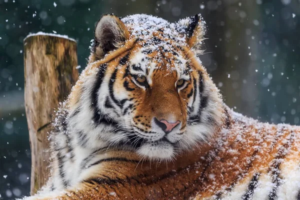 Portrait Adult Tiger Winter Time — Fotografia de Stock