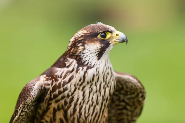 Retrato Primer Plano Del Halcón Peregrino — Foto de Stock