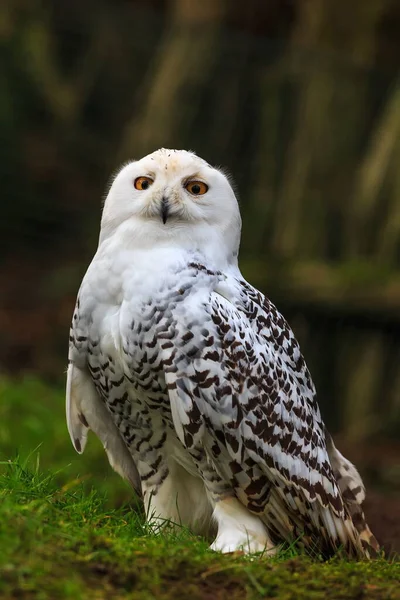 Madár Fauna Havas Bagoly Közelről — Stock Fotó