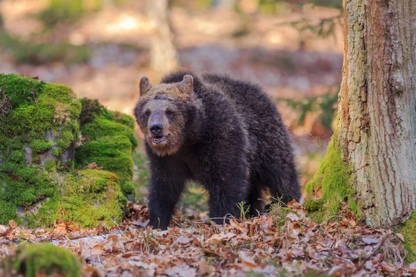 Brown Bear Autumnal Forest Daytime — 스톡 사진