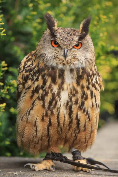 Eurasian Eagle Owl Portrait Daytime Shot Wild Nature — Stok fotoğraf