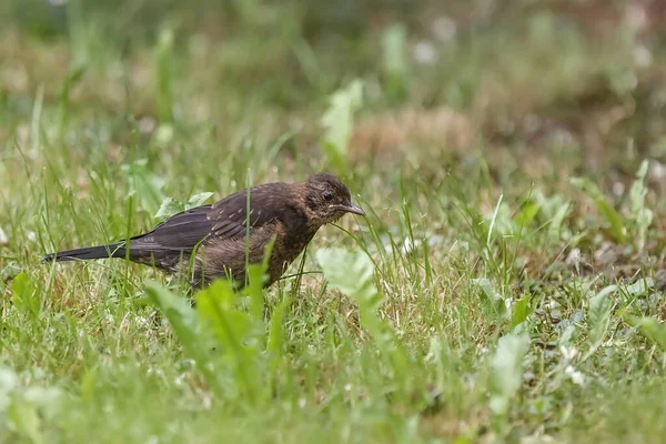 Tordo Canción Turdus Philomelos Plantas Verdes — Foto de Stock