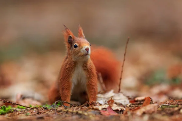 Red Squirrel Portrait Closeup Shot — ストック写真