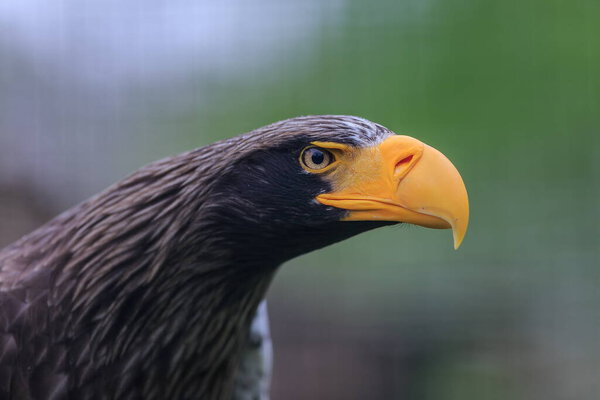 Eastern eagle closeup portrait