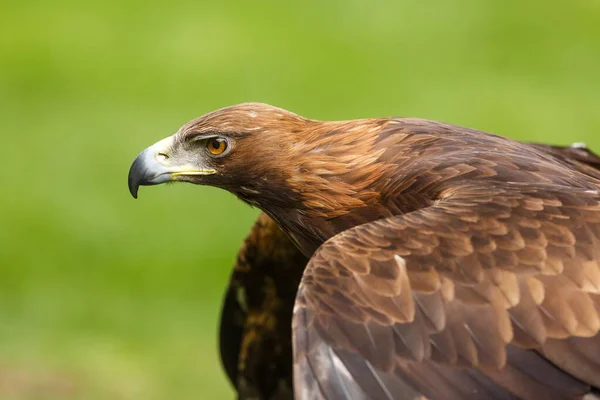 Golden Eagle Closeup Shot Blurred Background —  Fotos de Stock