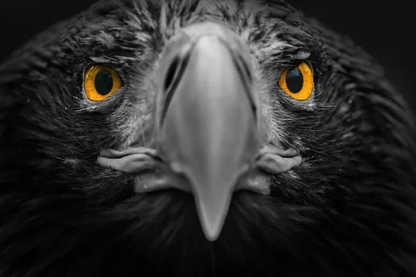 Eastern Eagle Closeup Portrait —  Fotos de Stock