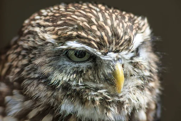 Screech Owl Detailní Portrét — Stock fotografie